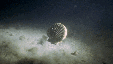 也许你很难亲眼目睹贝壳在深海中"畅泳"的一幕