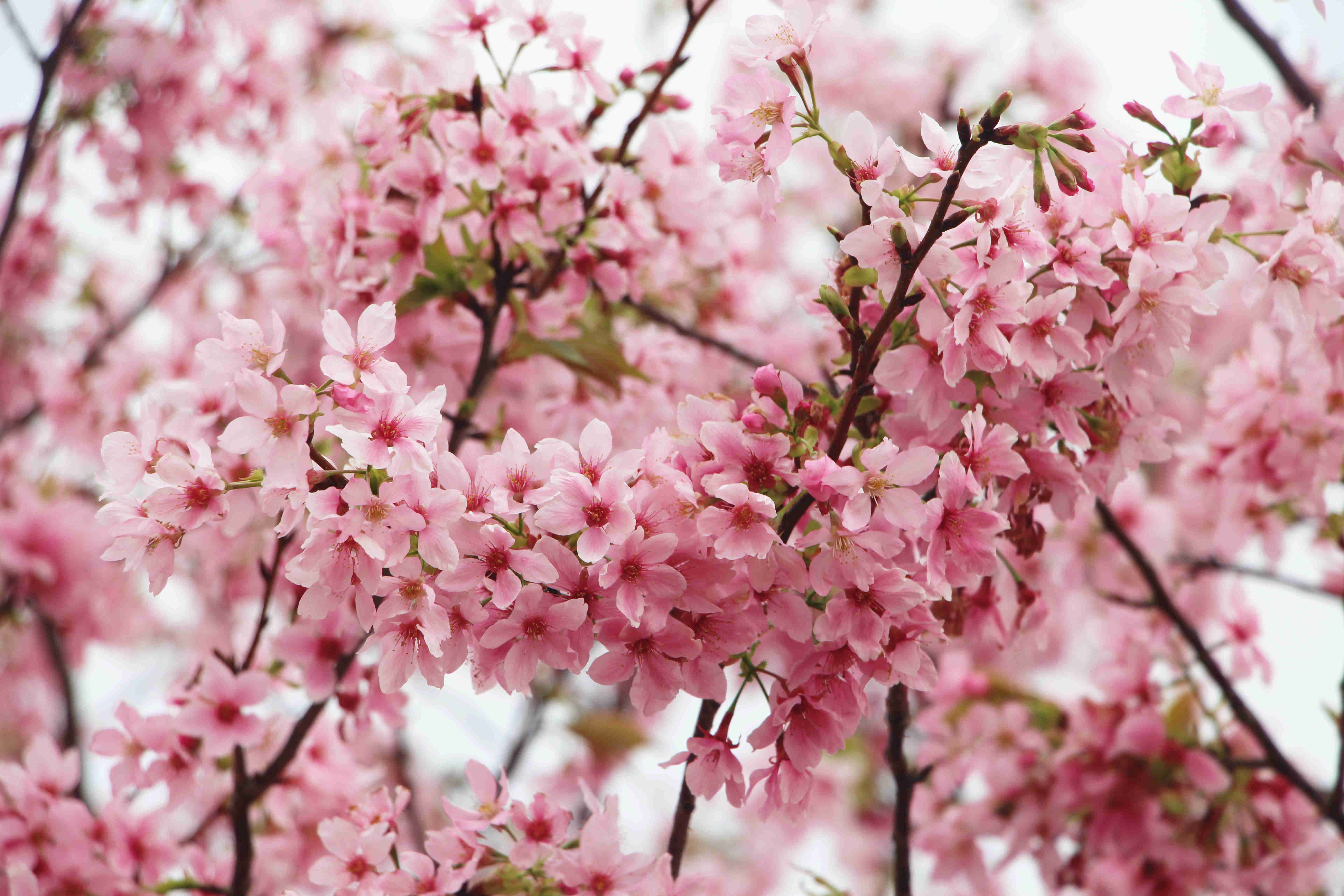 【赏花专题】星溪美食-行摄樱花园 可获得学分:72