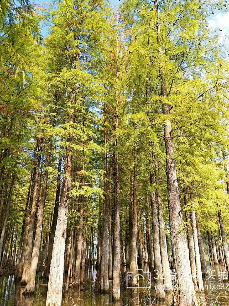 水杉图片的简单介绍