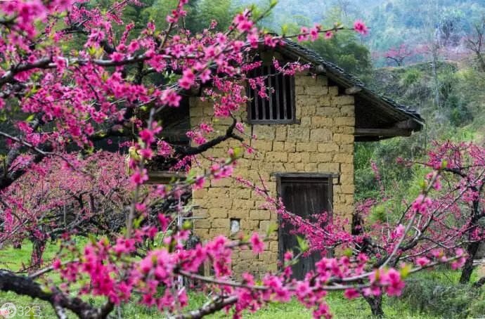 【十里桃花】河源上坪桃花 围屋可获得学分:63